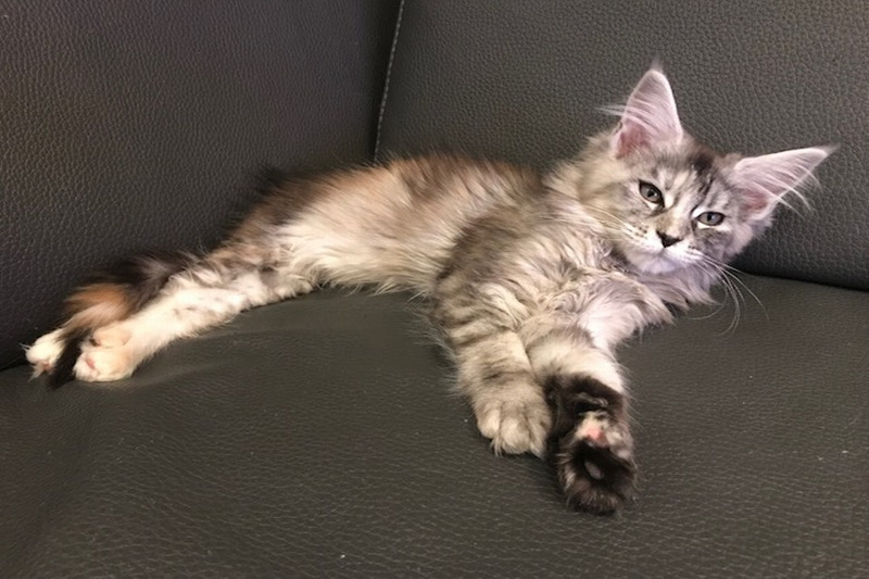 Kitten- Maine Coon - 3 mois