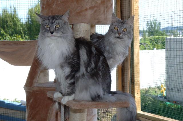 2013.02- Maine Coon