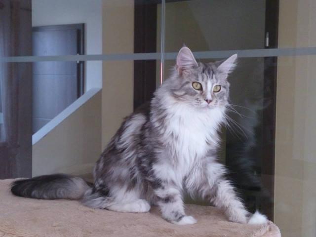 2013.10- Maine Coon