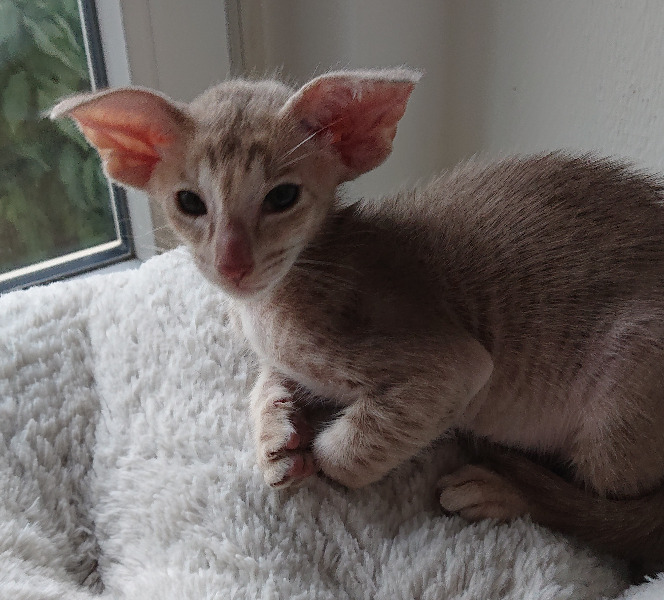 Chaton-Kitten - ORIENTAL SHORTHAIR - couleur lilac tabby ticked.