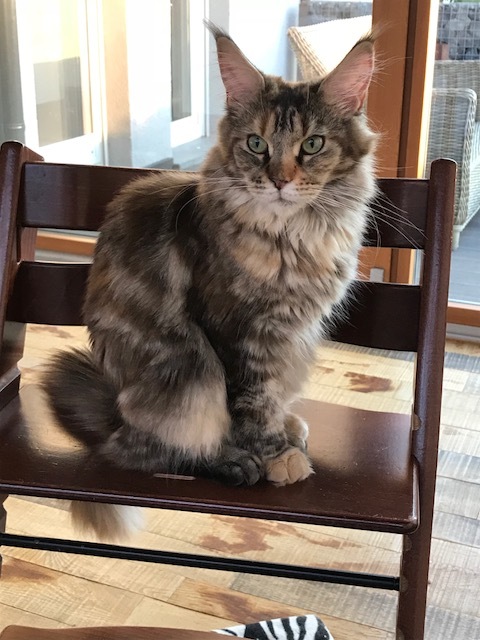 chat MAINE COON
