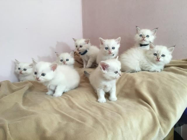 chatons kitten -  race -  NEVA MASQUERADE.