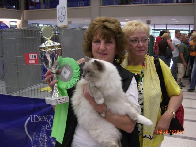 Best in Show- Tristan Luxembourg Ragdoll- Exposant: Mme Richardy (L)
